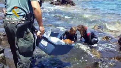 Buzos y SEPRONA rescatan una tortuga boba en Santa María de Guía - Gran Canaria