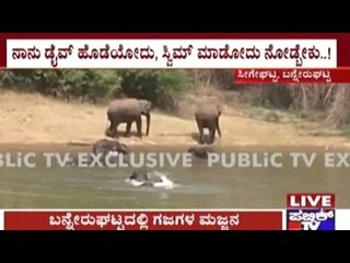 Watch: Bannerghatta Elephants Beat The Summer Heat By Swimming In Lake
