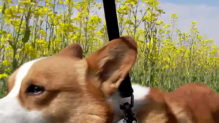 HD.Flowers