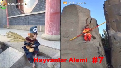 ♥Cute Dogs, Cats And Monkeys Compilation 2017♥ [HD] #6 - Hayvanlar Alemi