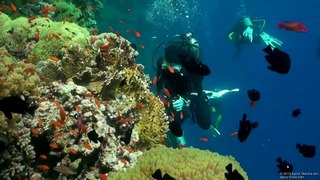 Scuba Diving the Great Barrier Reef in the Red Sea…