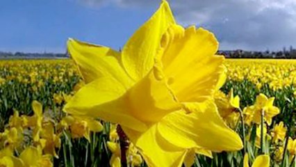 Carlos Roldan - Melodias de amor (Aire de Zamba)