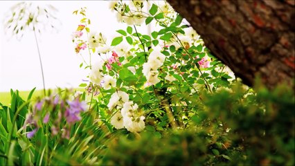 The Science of Light and Color for Kids - Rainbows and the Electfdhr