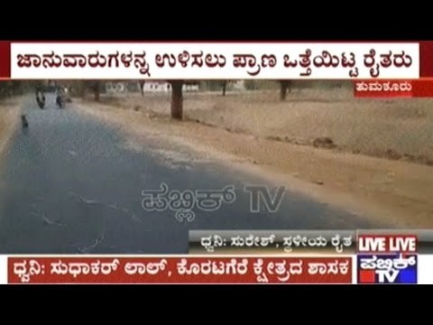 Koratagere Villagers Not Getting Any Fodder For Cattle, People Collect Fodder Fallen From Trucks