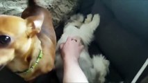 JEALOUS DOGS Want Attention 234234  [Funny Pets]