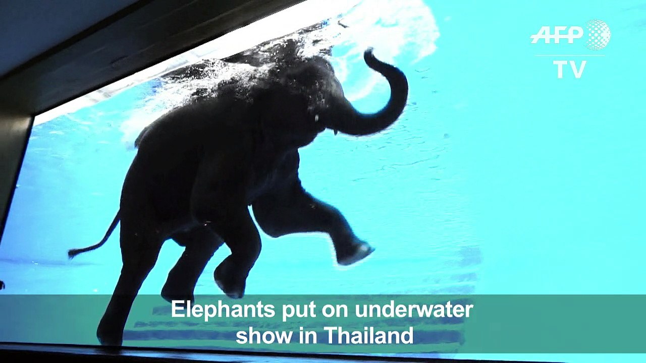 Thai zoo offers front-row view of elephants swimming