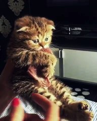 Kitten Clings to a Beef Steak