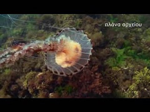Για δεύτερη χρονιά οι μέδουσες στον Κορινθιακό. Τι λέει ο ΣΠΟΑΚ