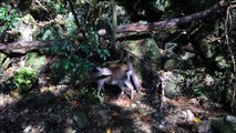 日本の神秘的な森に木原秀樹が迫る (1)
