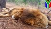 Circus lions killed: lions recently freed from circus found with heads and paws cut off - TomoNews