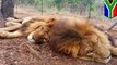 Circus lions killed: lions recently freed from circus found with heads and paws cut off - TomoNews