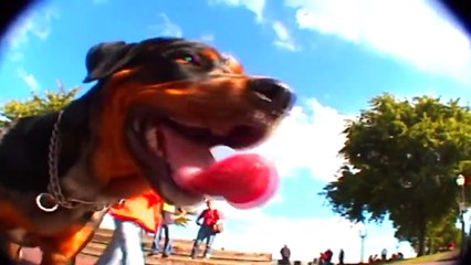 Skateboarding Dog Skills   SAVAGE LEVEL 105%