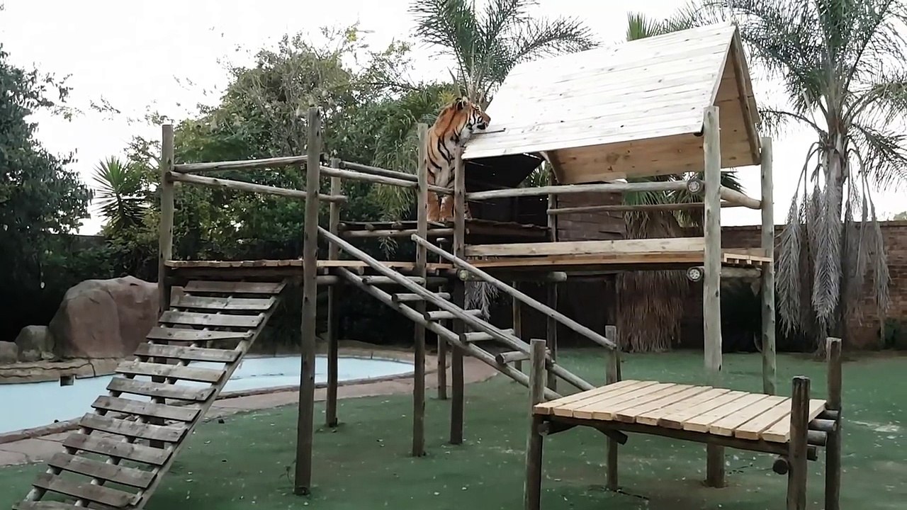 10.Enzo signing off on the jungle jim !