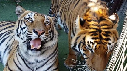 Tiger Talk vs. Cat Talk: Key Differences Explained 🐅🐱