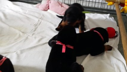 Premières peignées des bébés d'Iris et Lautrec...