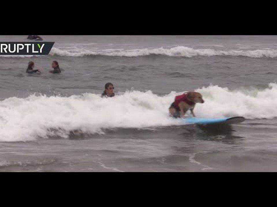 Who said dogs can’t ride the waves too? World's first International Dog Surfing Championship