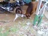 Une chèvre défie une vache
