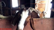 Funny Screaming Goat Ollie - A Yelling Goats