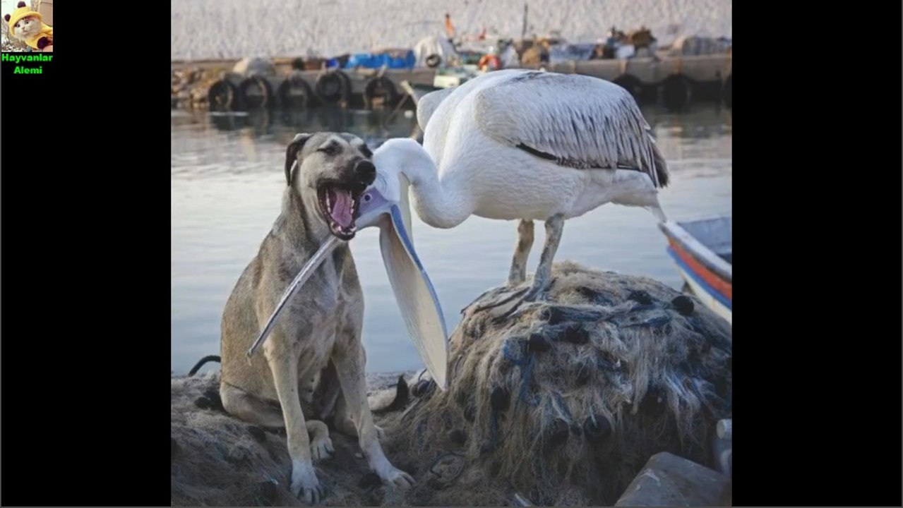 Endangered Animals - Extinct Animals - Zoo Animals - Funny And Cute Animals #0 - Hayvanlar Alemi