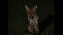 Red Fox Sounds