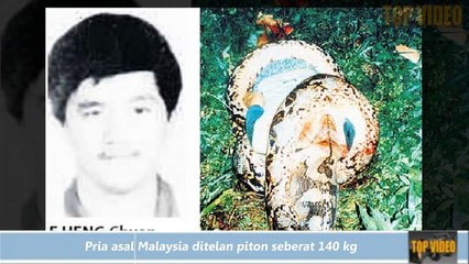 26.Sungguh Mengerikan, 3 Kisah Nyata Manusia Dimangsa Ular Besar