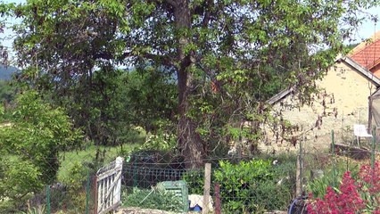 La Freissinouse : Alexandre pleure un arbre centenaire, coupé devant sa maison