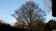 Sycamore Tree Slide-show