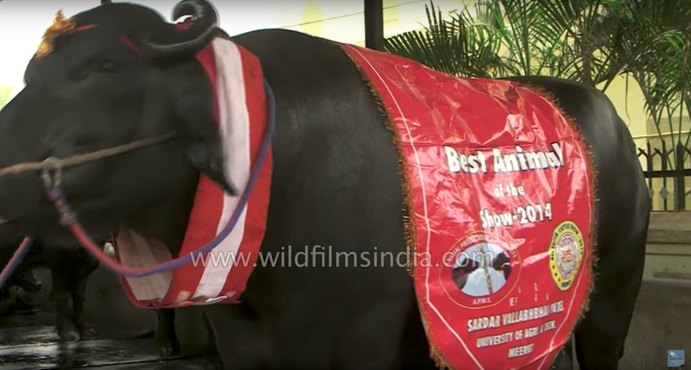 Million Dollar Bull - Asia's most expensive bovine!