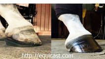 Equicast therapeutic shoes