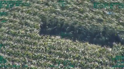 Adana'da Havadan ve Karadan Uyuşturucu Seferberliği