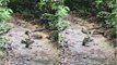 Python vs King Cobra: Watch Video of Battle of Snakes