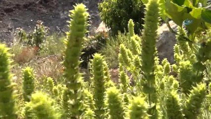 Kıraç Topraklardan Yılda 40 Bin Lira Kazanıyor