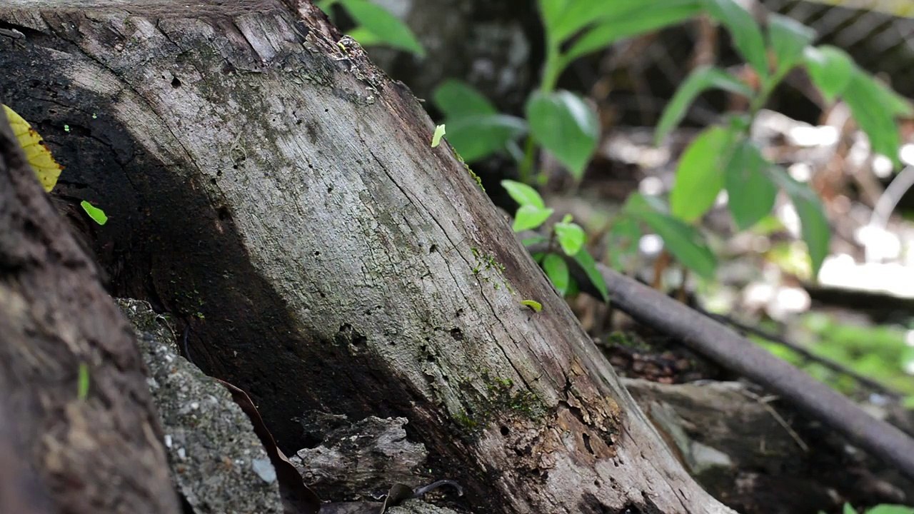 Ants are eusocial insects of the family Formicidae