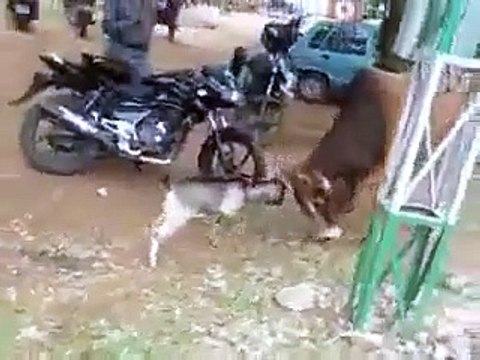 Cette chèvre cherche les embrouilles à une vache...