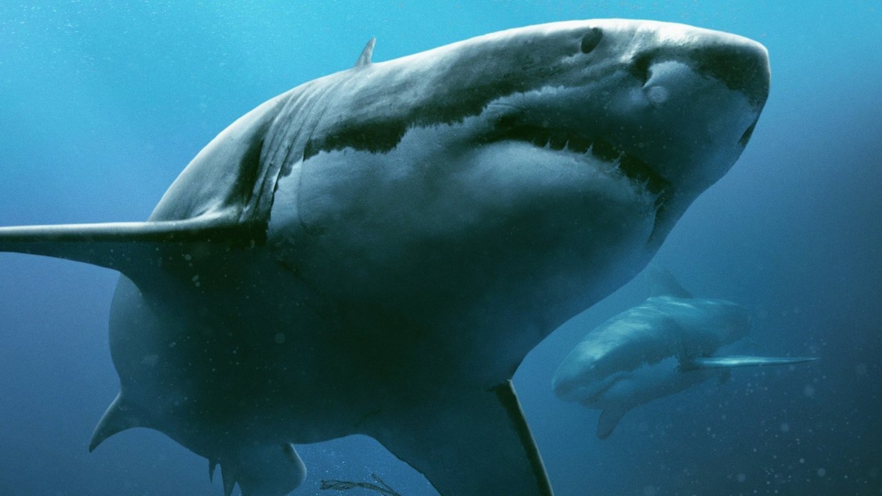 47 Meters Down (2017) Movie Clip - Sinking