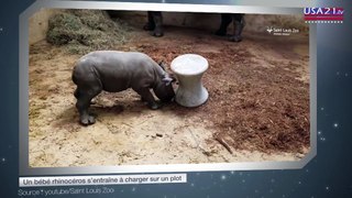 Un bébé rhinocéros s’entraîne à charger sur un plot