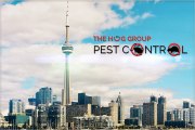 Bed Bug Extermination Services in Toronto | Pest Control | HUG GROUP