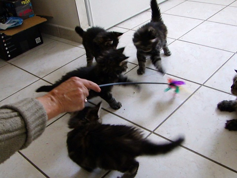 portée lumière 2017 les chatons Maine Coon ont 6 semaines