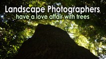 Landscape photographers have a love affair with trees