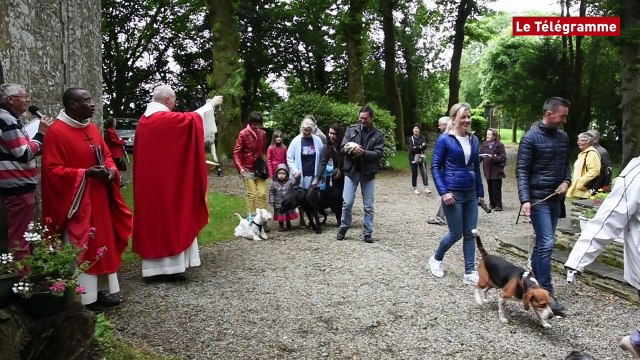 Châteaulin. Bénédiction d'une dizaine de chiens et de chevaux à Lospars