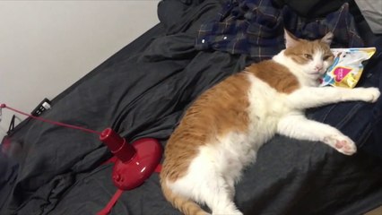 Ce chat en a marre de son jouet !