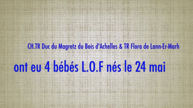 Portée 2017 - Elevage des ETANGS DE CÉLAC