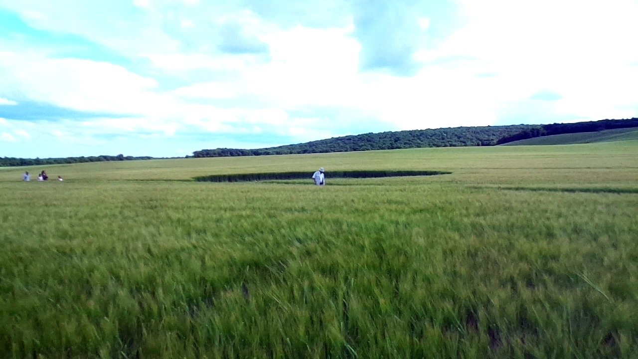 Dans le crop