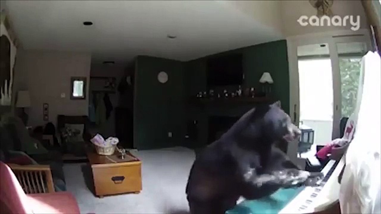 Bear plays the piano