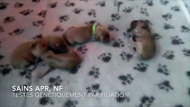 Portée 2017 - Elevage des ETANGS DE CÉLAC 2