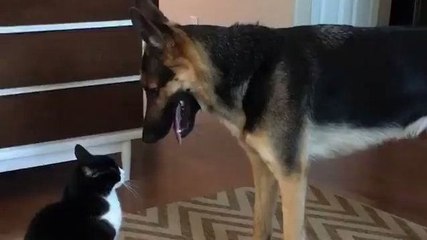 Un chat et un chien se chamaillent quand soudain...