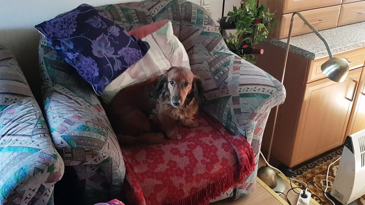 Dachshund Nike