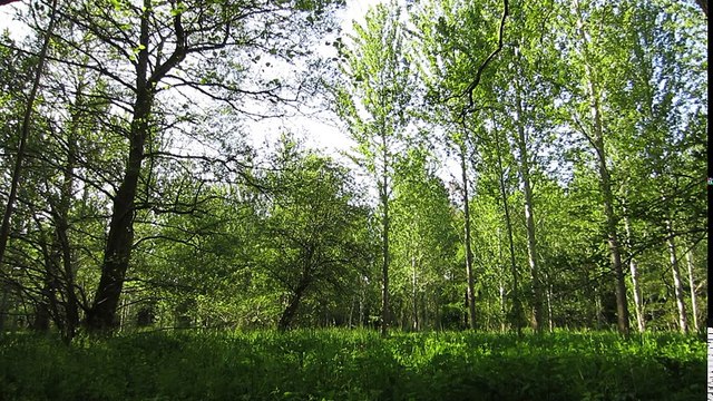 15 MINUTES of Flowing Water and Nature Sounds - Mindfulness Meditation *Relaxing *Soothing