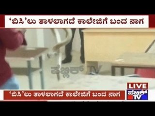 Bengaluru: Cobra Appears In A College Classroom Near Airport Road