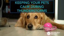 3 tips to calm your pet during a thunderstorm